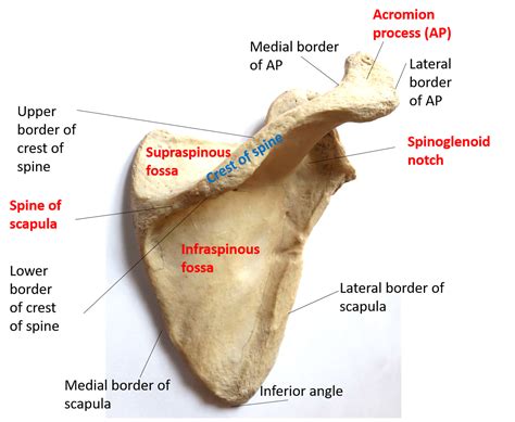 Parts Of The Scapula