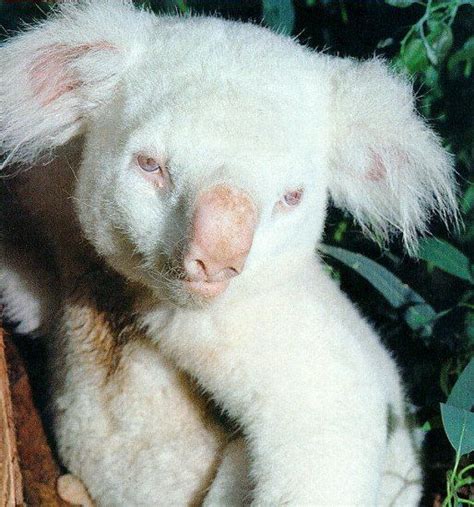 Albino Koala Albino Animals Animals Beautiful Albino