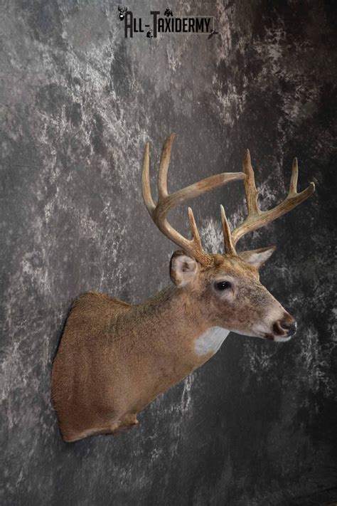 Whitetail Deer Taxidermy Shoulder Mount For Sale Sku 1218 All Taxidermy