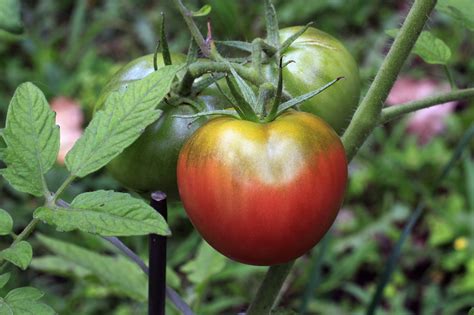 Plant Tomatoes Heres How To Do It Saratoga Farmers