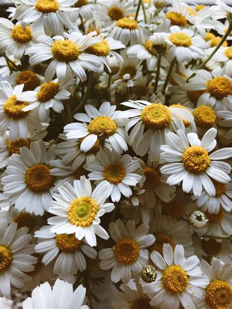 20 Excellent Daisy Flower Wallpaper Aesthetic You Can Save It At No