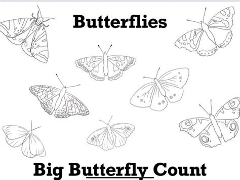 Big Butterfly Count Teaching Resources