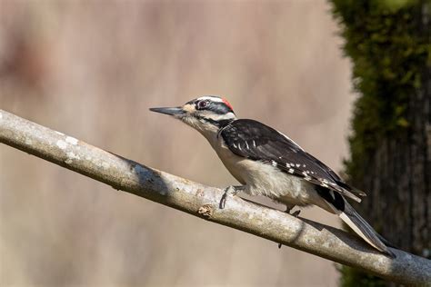 Hairy Woodpecker — Eastside Audubon Society