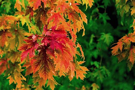 Herbstfarben Foto & Bild | jahreszeiten, herbst, fotos Bilder auf fotocommunity