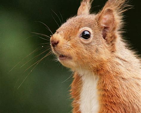 Squirrel Senses Wildlife Online