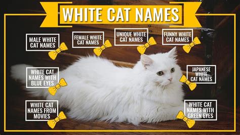 Search best names for your white female cat. White Cat Names - 125 Finest Selection Of Names With ...