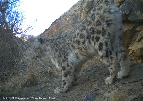Stunning New Snow Leopard Pics From Kyrgyzstan Snow Leopard Trust