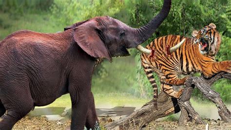 Angry Elephant Rushes To Attack Tiger To Protect His Fellow Elephant