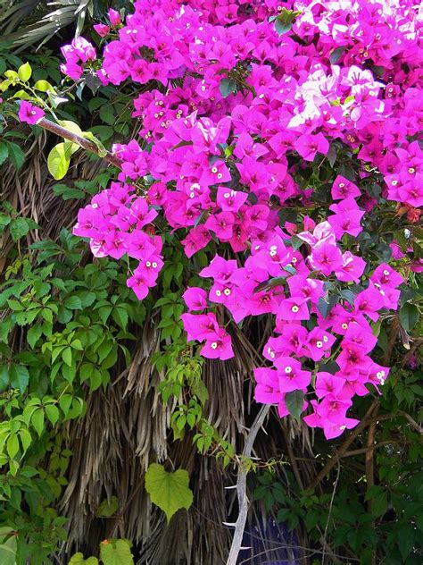 Climbing Bougainvillea And Thorns Photograph By Warren
