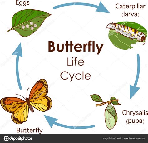 Vector Illustration Of Life Cycle Of Butterfly Diagram Stock Vector