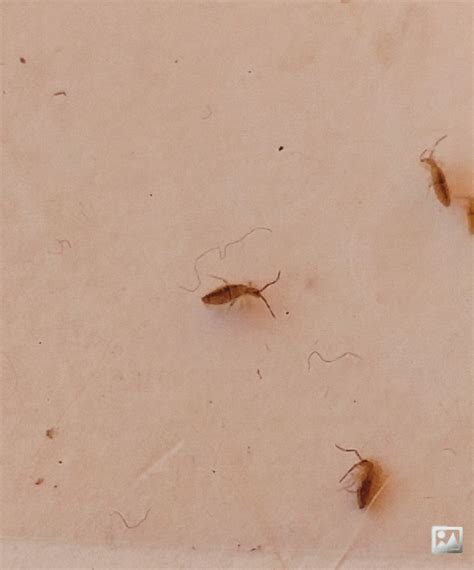 What Are The Little Brown Bugs In My Bedroom
