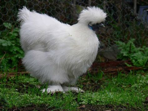 12 Small Chicken Breeds Breed Guide Pictures Know Your Chickens