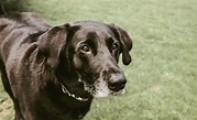 100+ Old Dog Names For Your Grey-Haired Canine