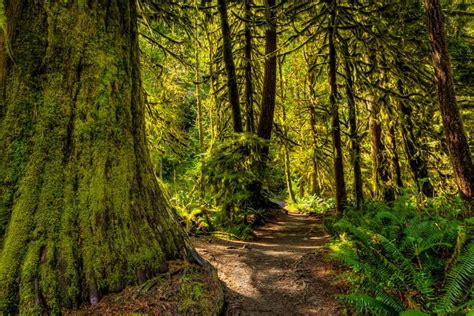 Hike The Rainforest Of British Columbia Places To Go Rainforest Far