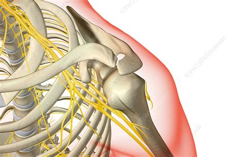 The Nerves Of The Shoulder Stock Image F0014272 Science Photo