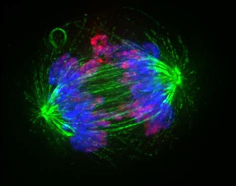 Novel Two Pronged Method Targets Cancer Cells Telomerase And Chromosomes