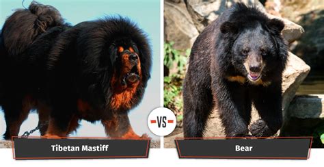 Dogs That Look Like Bears 18 Cute Puppies That Look Like Bears