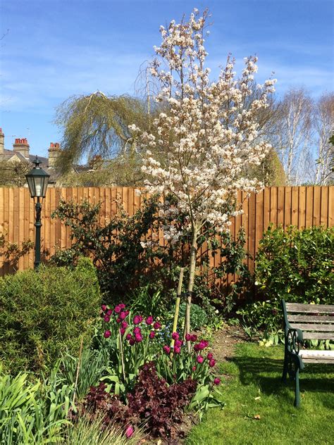 Amelanchier Lamarckii Delightful Large Shrub Or As Seen Here Small