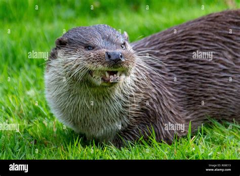 Otter In Grass Stock Photo Alamy