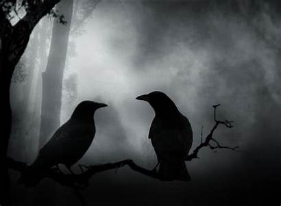 Crow Gothic Dark Crows Wallpapers Couple Backgrounds