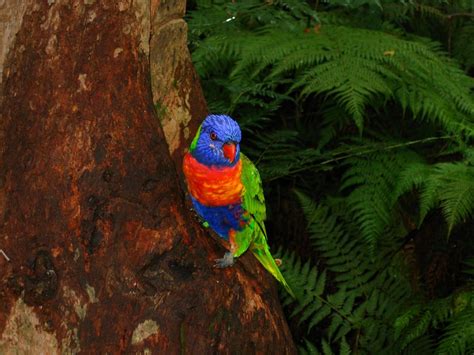 A Tropical Wildlife Paradise 9 Most Beautiful Rainforests In The World