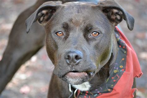 Rottweiler And Blue Nose Pitbull Mix