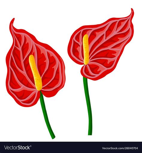 Vector Drawing Red Anthurium Flowers Isolated At White Background Hand