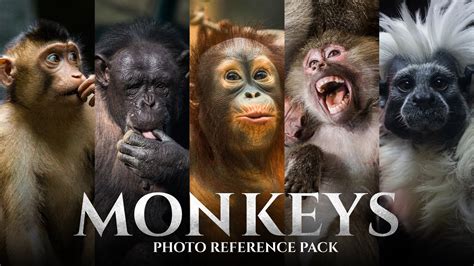 Artstation Monkeys Vol1 Photo Reference Pack For Artists 159 Jpegs