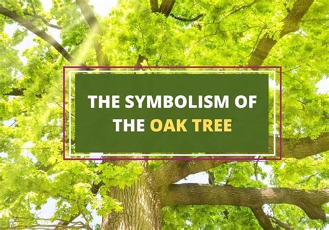 The Timeless Oak Symbolism And Significance Through The Ages Symbol Sage