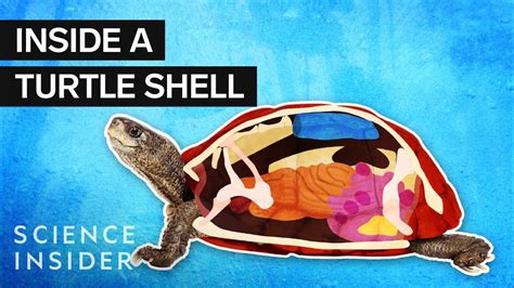 Whats Inside A Turtle Shell Space Source