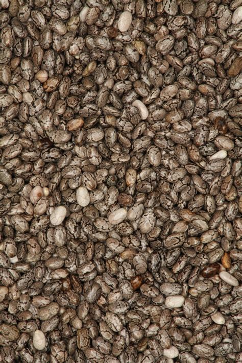 Скраб для тела planeta organica skin super food matcha & chia seeds чай матча и семена чиа. Chia (plant) - Wikiwand