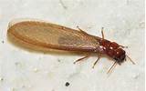 Flying Termites Pictures