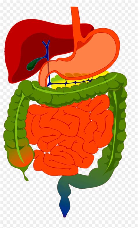 Human Digestive System Unlabeled Clip Art Library Images And Photos