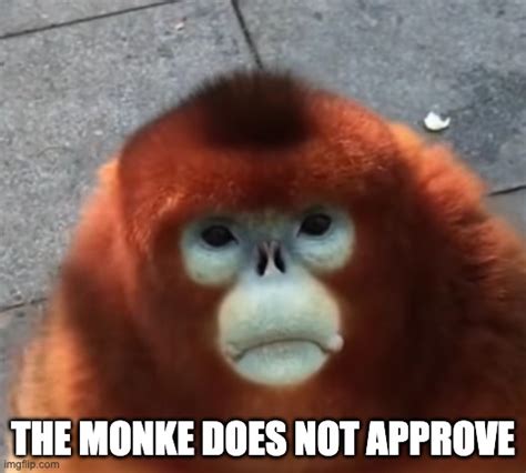 Monkey Memes And S Imgflip