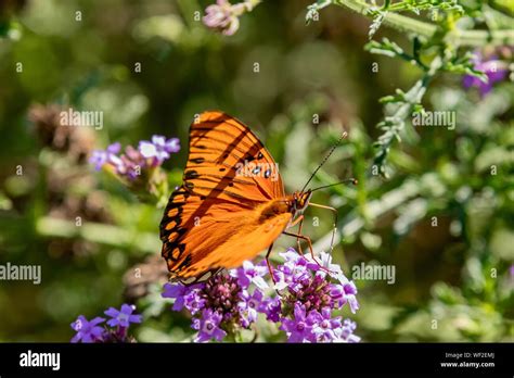 Mariposa Soleada Fotografías E Imágenes De Alta Resolución Alamy