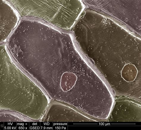 Animal Cells Through Electron Microscope Gurggeschguangne Animal