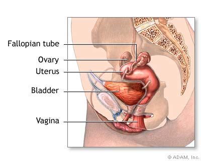 The New York Times Health Image Normal Female Anatomy Hot Sex Picture