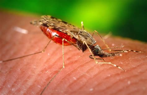 Free Picture Female Aedes Albopictus Mosquito Feeding Human Blood