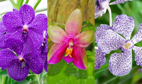 Phalaenopsis Orchid Care Growing Watering Requirements