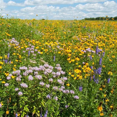 Shop Wildflower Seed Mixtures Wildflower Meadows High Country Gardens
