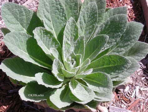 A Wandering Botanist Plant Story Common Mullein And Its Folklore