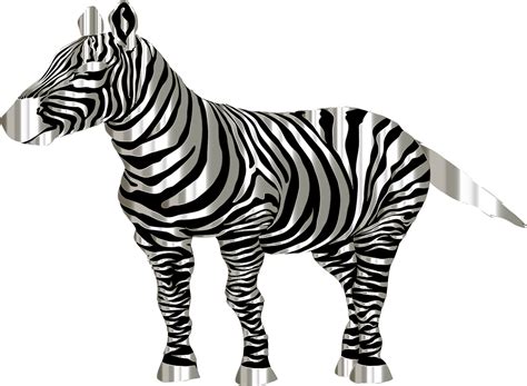 100 Free Zebra Colorful And Zebra Images Pixabay