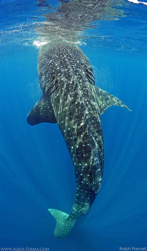 Worlds Best Places To Swim With Whale Sharks Aqua Firma Expert Led