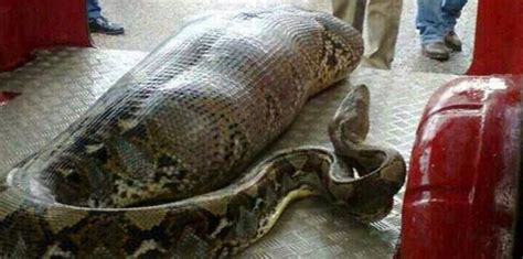 Disturbing Video Shows Indonesian Woman Swallowed Whole By Giant Python