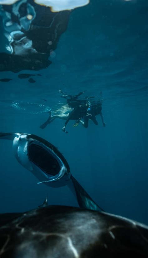 Snorkeling With Manta Rays In Hanifaru Bay Maldives Linaratravel