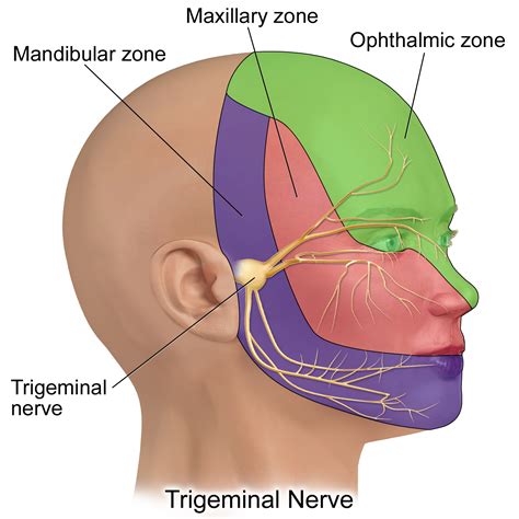 The Trigeminal Nerve CN V Cranial Nerves Geeky Medics
