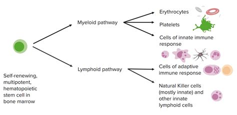 Innate Immune System — Components And Complement System