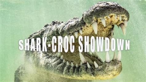 Shark Croc Showdown Shark Week Discovery