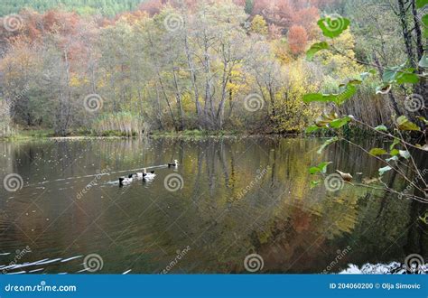 Ducks Swim Across The Lake Stock Photo Image Of Swim 204060200