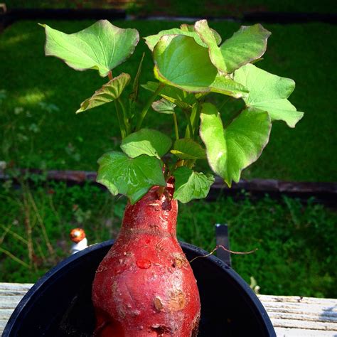 Potato Fruit